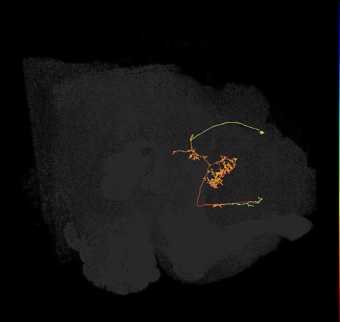 FS2(FQ10)_C6_R (FlyEM-HB:5813015963)