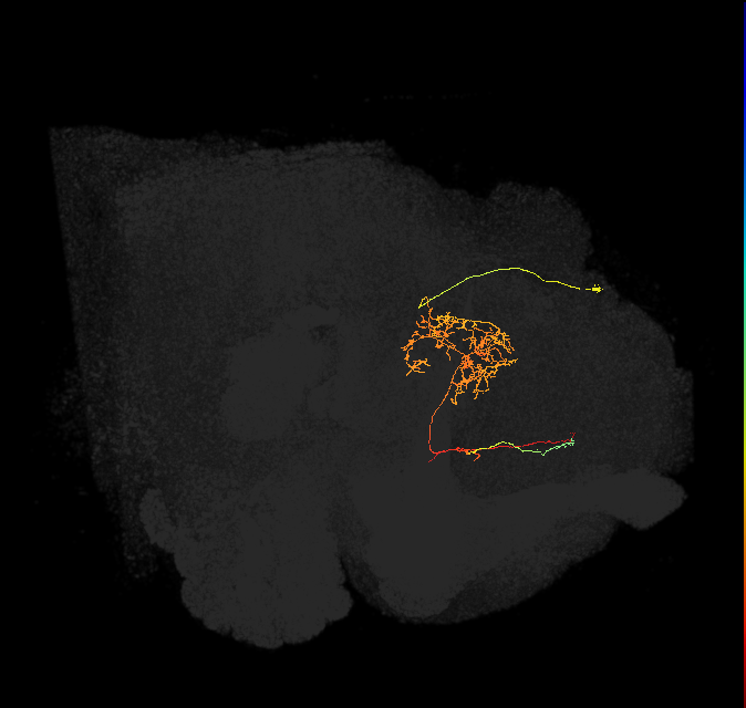 FS2(FQ10)_C6_R (FlyEM-HB:978370600)