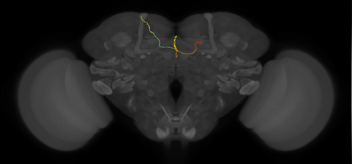 FS3(FQ11)_C5_R (FlyEM-HB:885598772)