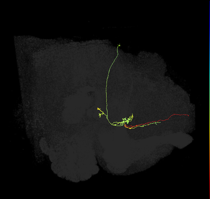 FS3(FQ11)_C1_R (FlyEM-HB:1135881013)