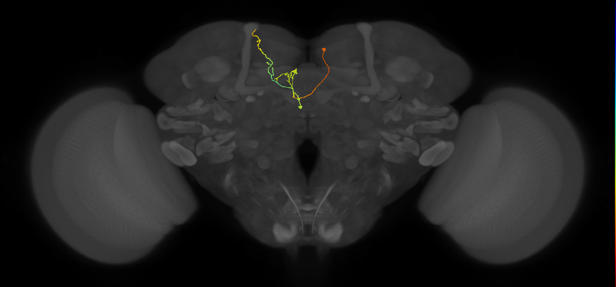 FS3(FQ11)_C7_R (FlyEM-HB:979069882)