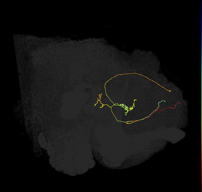 FS3(FQ11)_C2_L (FlyEM-HB:732401014)