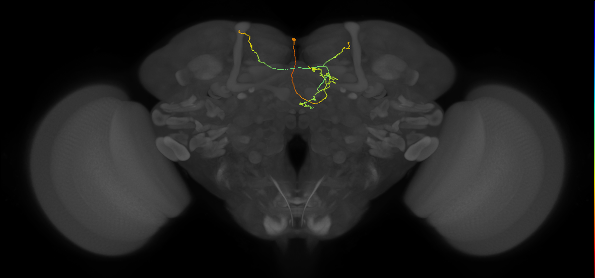 FS3(FQ11)_C2_L (FlyEM-HB:732401014)