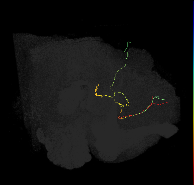 FS3(FQ11)_C3_R (FlyEM-HB:1010740063)