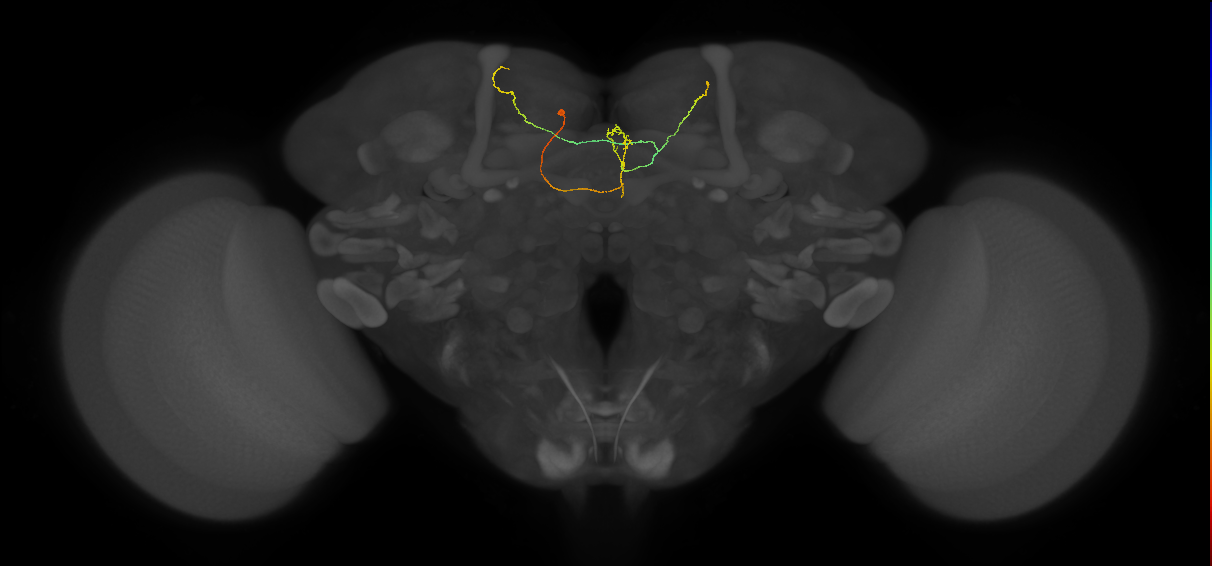 FS3(FQ11)_C4_L (FlyEM-HB:515307870)