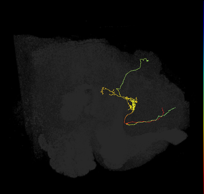 FS3(FQ11)_C4_R (FlyEM-HB:1009721053)