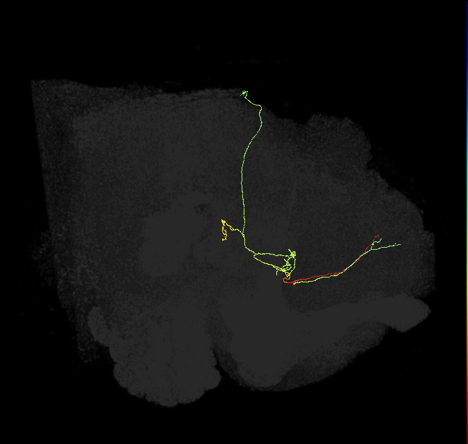 FS3(FQ11)_C2_R (FlyEM-HB:1135863959)