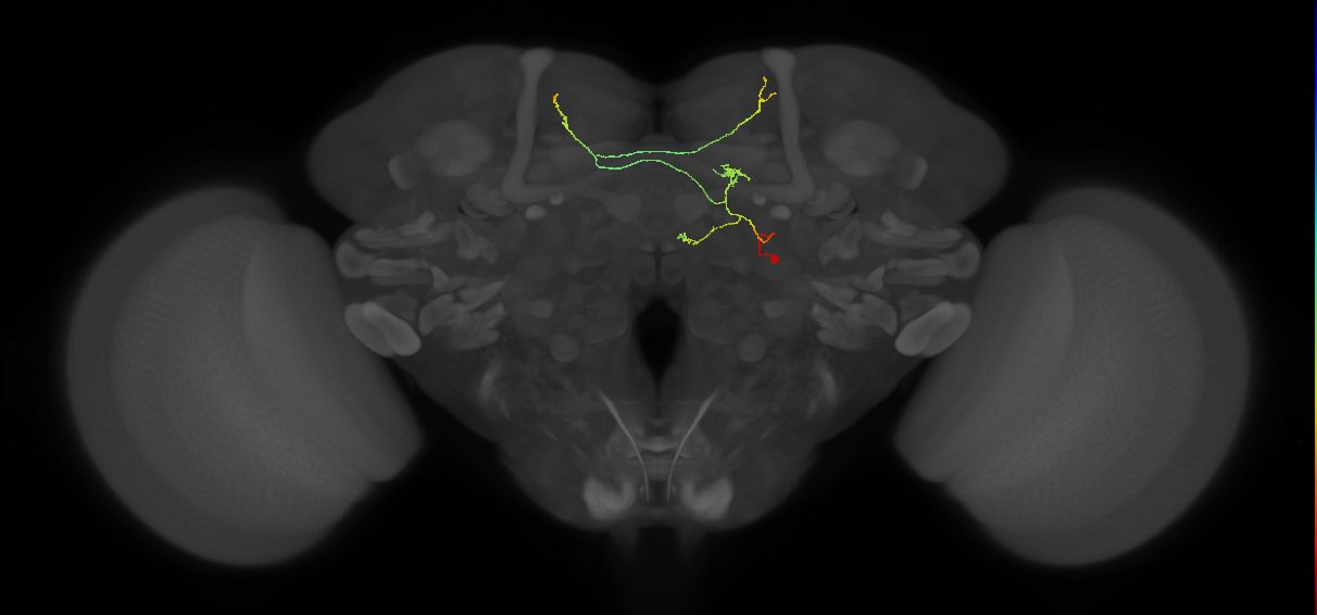 FS3(FQ11)_C2_R (FlyEM-HB:1135863959)