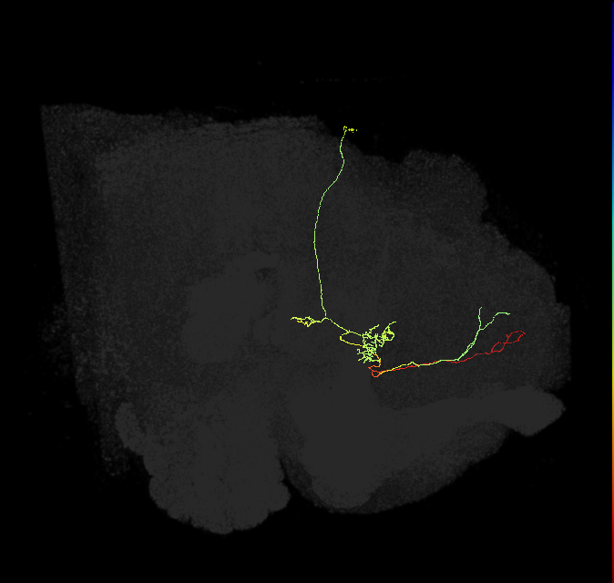 FS3(FQ11)_C2_R (FlyEM-HB:1073461640)