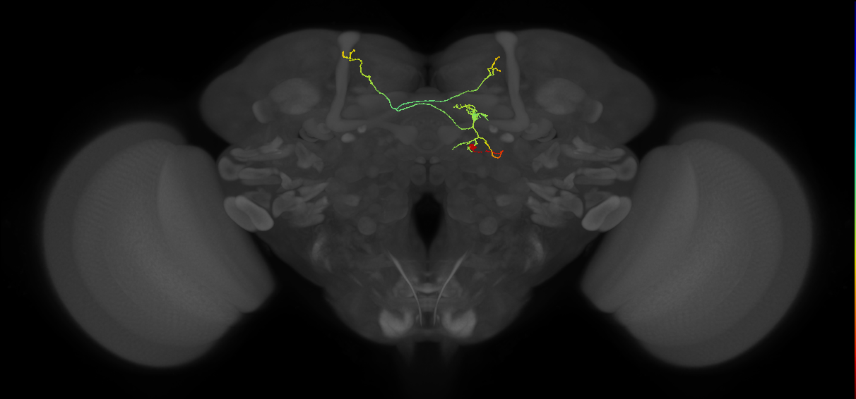 FS3(FQ11)_C2_R (FlyEM-HB:1073461640)