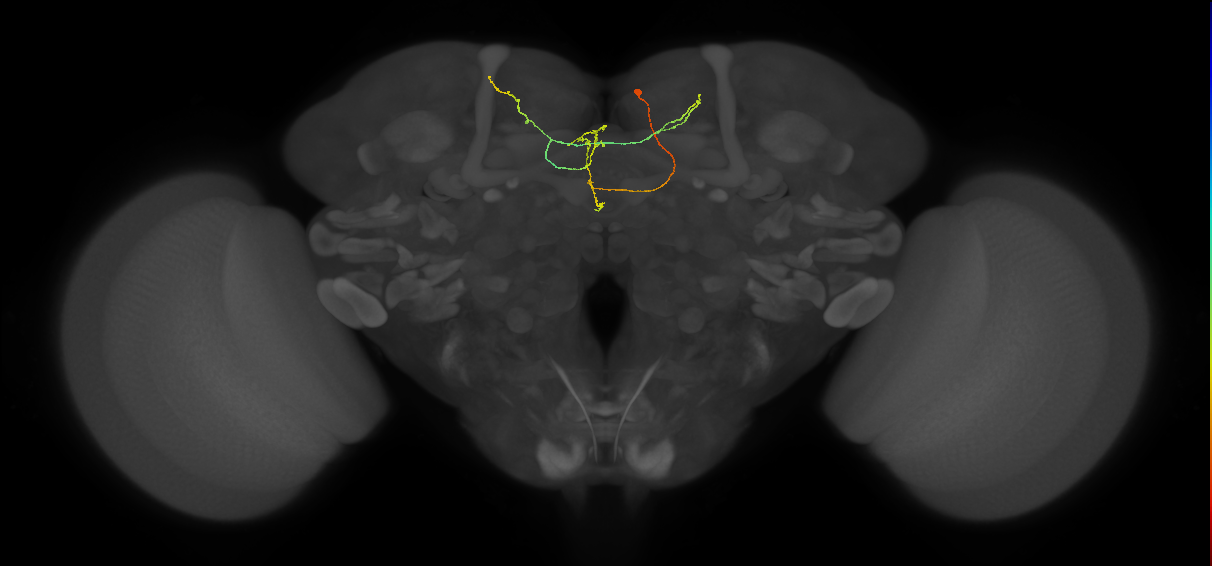 FS3(FQ11)_C6_R (FlyEM-HB:917315269)