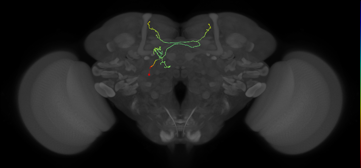 FS3(FQ11)_C9_L (FlyEM-HB:1323221783)