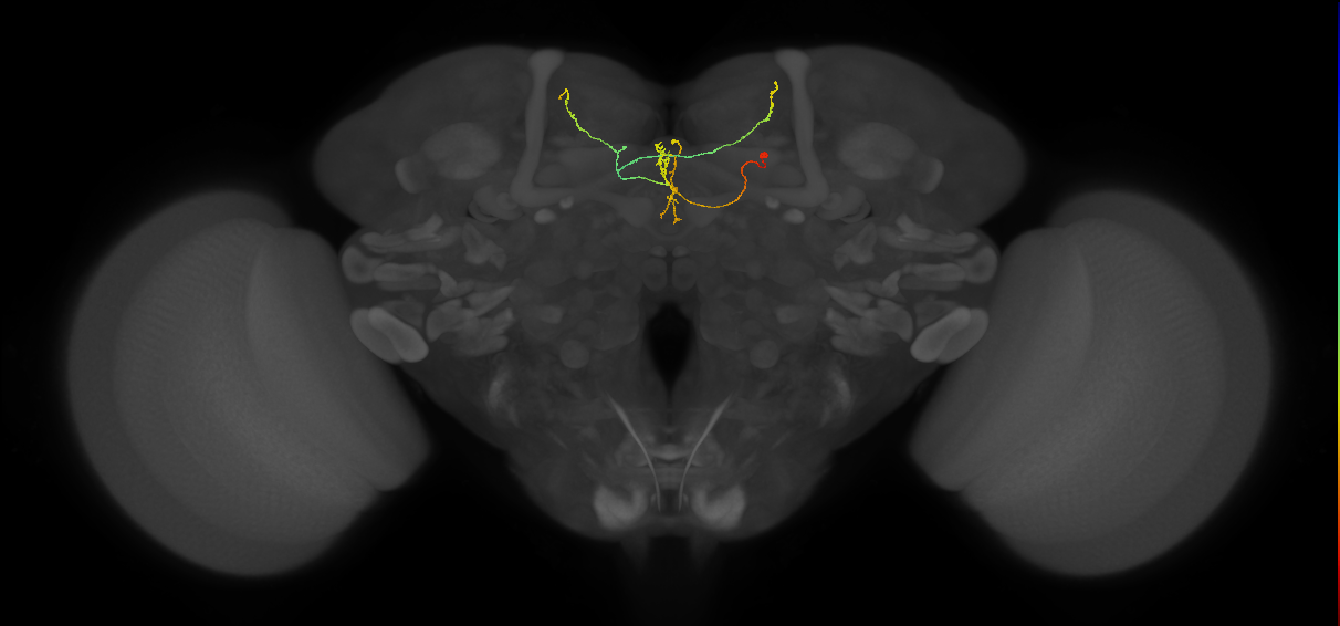FS3(FQ11)_C5_R (FlyEM-HB:5813041504)