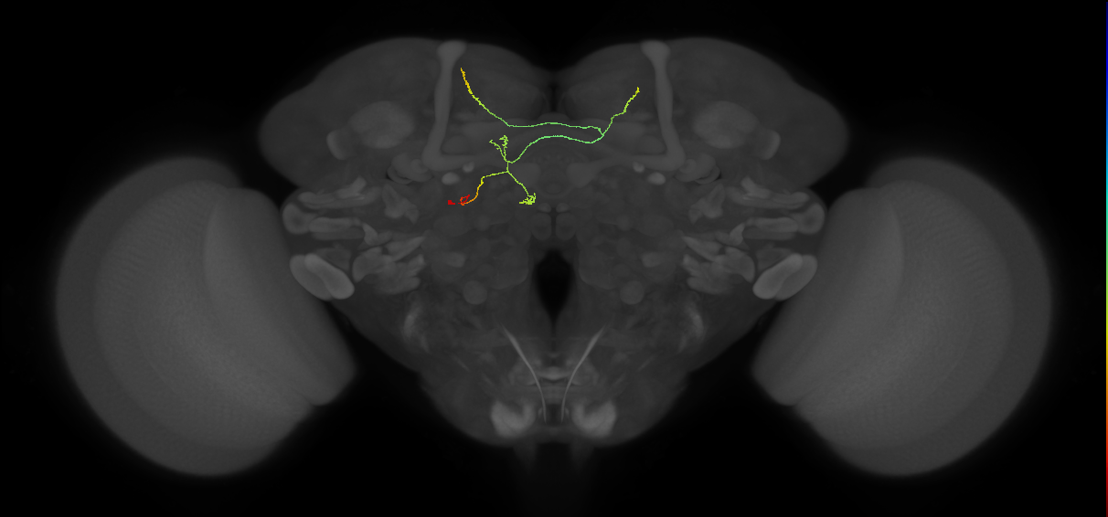 FS3(FQ11)_C8_L (FlyEM-HB:701366259)