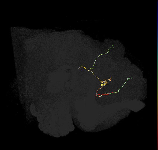 FS3(FQ11)_C4_R (FlyEM-HB:847336715)