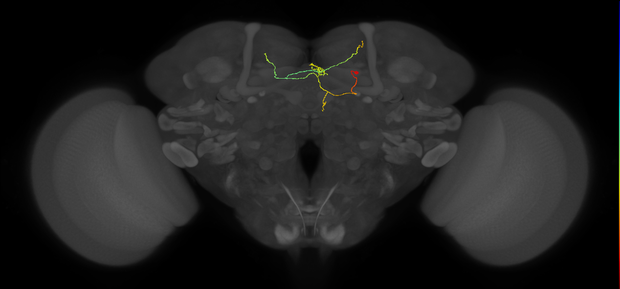 FS3(FQ11)_C4_R (FlyEM-HB:847336715)