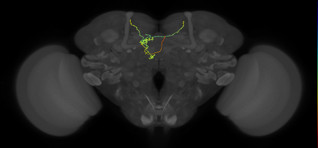 FS3(FQ11)_C8_R (FlyEM-HB:5813016320)