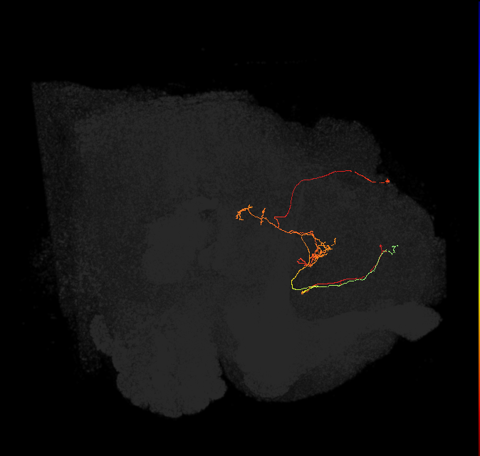 FS3(FQ11)_C6_L (FlyEM-HB:916646157)