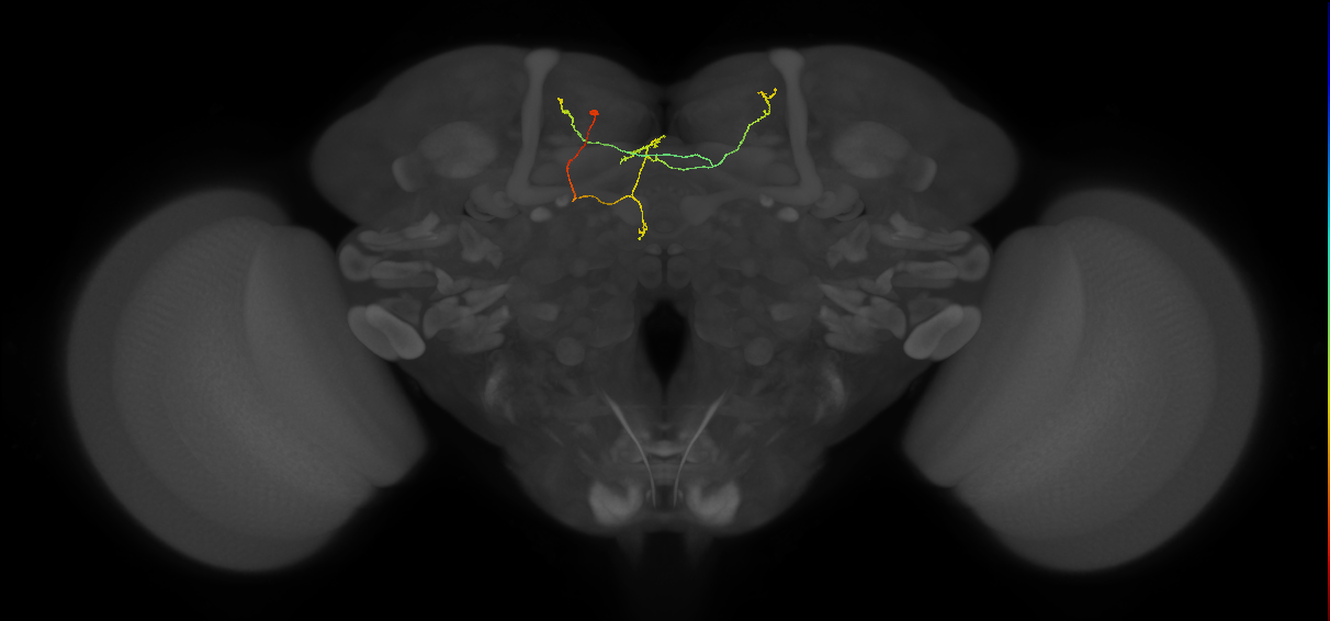 FS3(FQ11)_C6_L (FlyEM-HB:948704585)