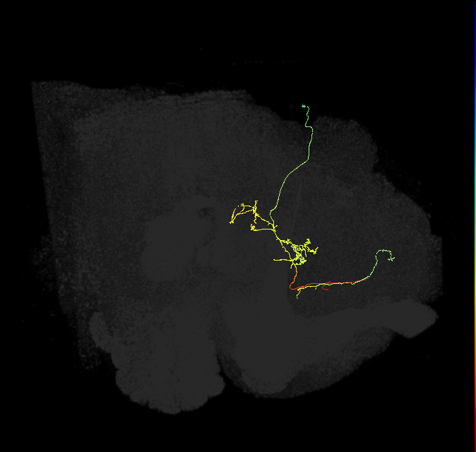 FS3(FQ11)_C3_R (FlyEM-HB:1041761742)