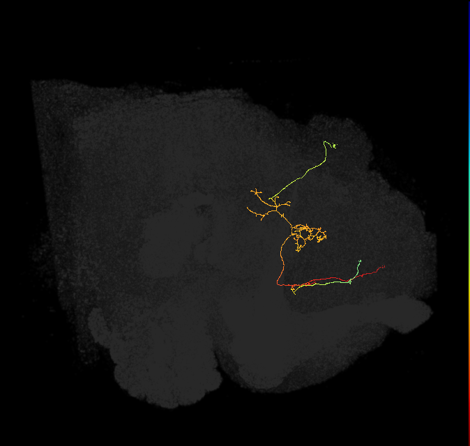 FS3(FQ11)_C5_R (FlyEM-HB:916637896)
