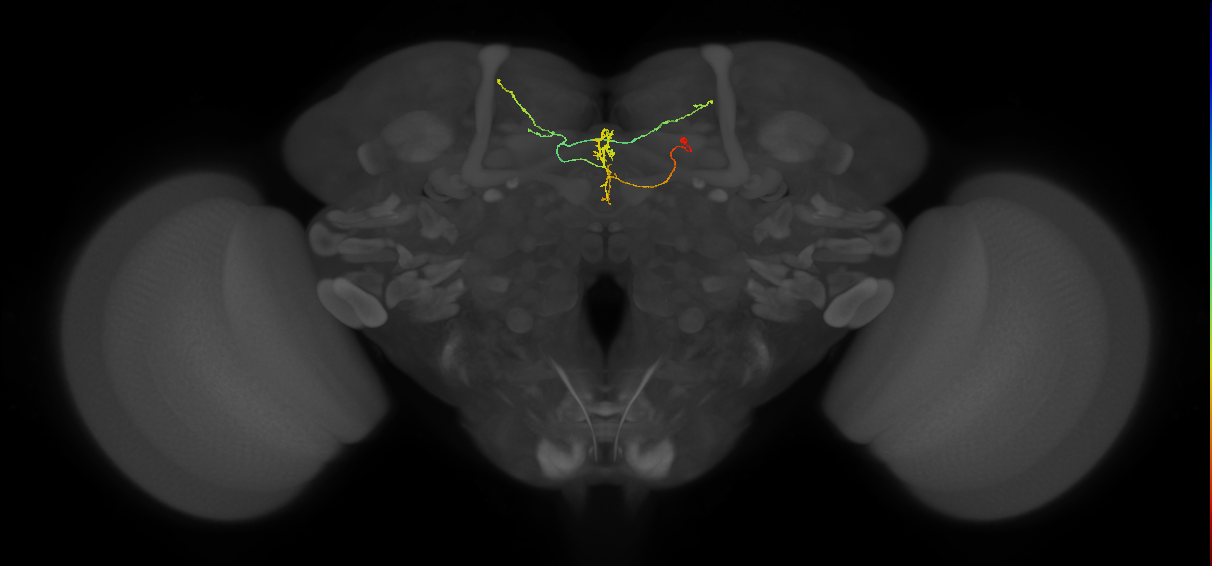 FS3(FQ11)_C5_R (FlyEM-HB:916637896)