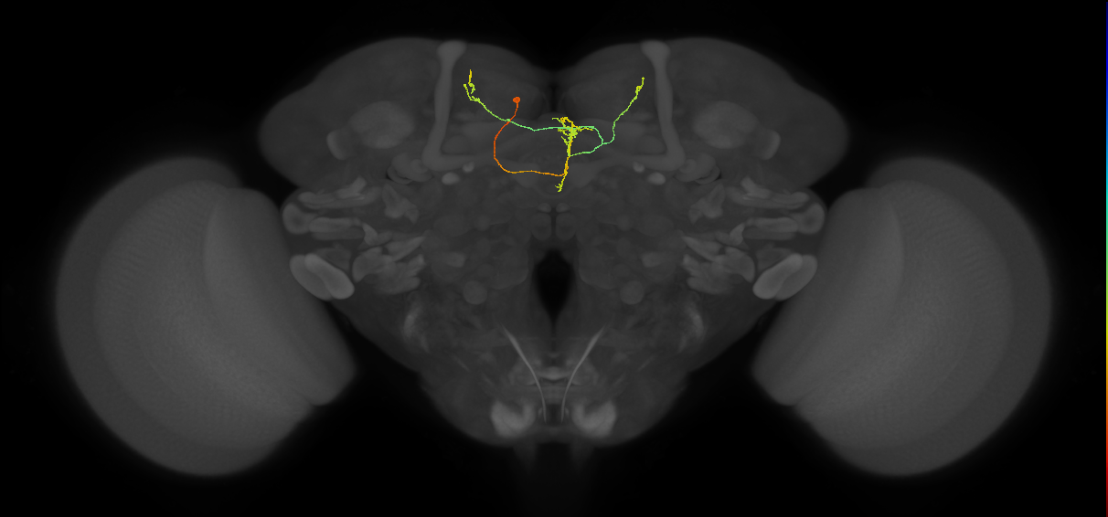 FS3(FQ11)_C4_L (FlyEM-HB:764459322)