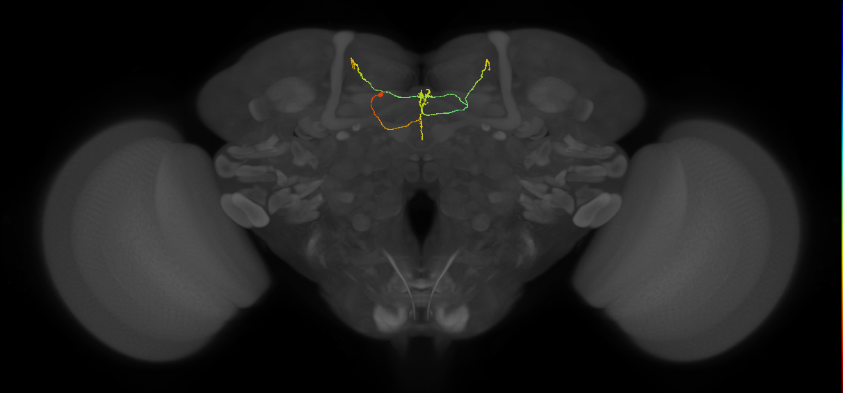 FS3(FQ11)_C5_L (FlyEM-HB:916970680)