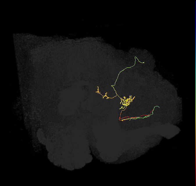 FS3(FQ11)_C4_R (FlyEM-HB:979368408)