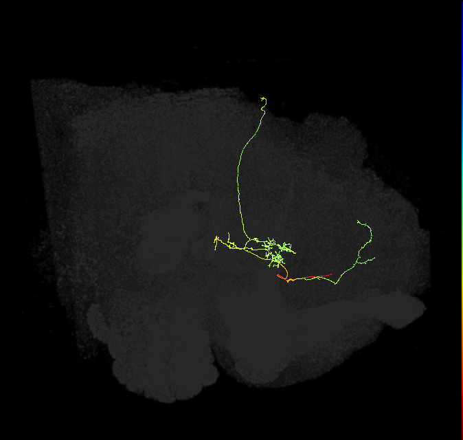 FS3(FQ11)_C2_R (FlyEM-HB:1134840743)