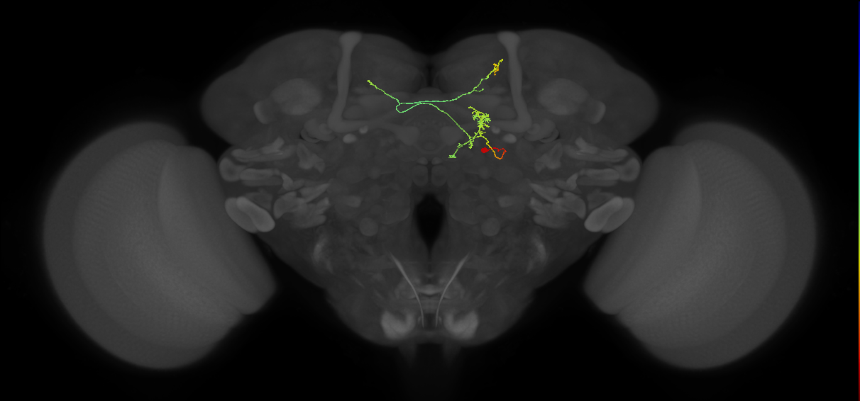FS3(FQ11)_C2_R (FlyEM-HB:1134840743)
