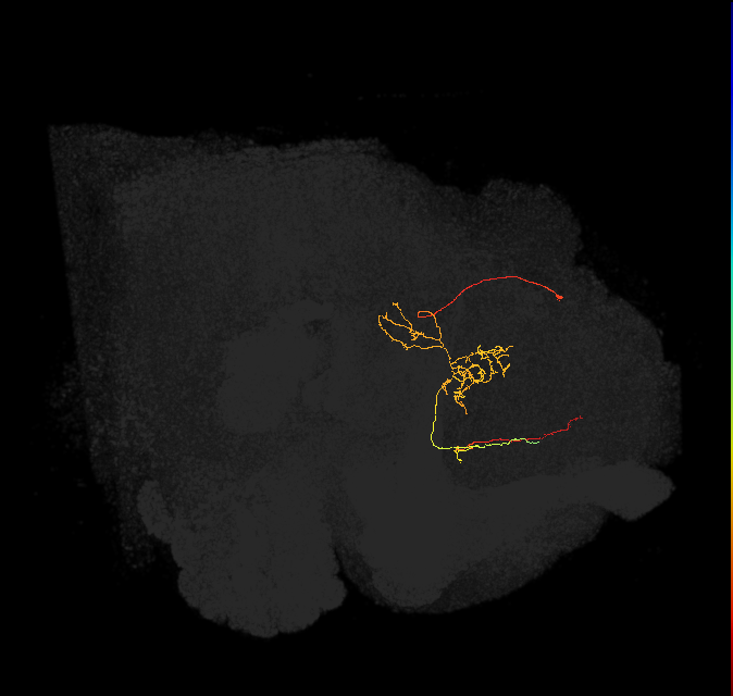 FS3(FQ11)_C5_L (FlyEM-HB:915951309)
