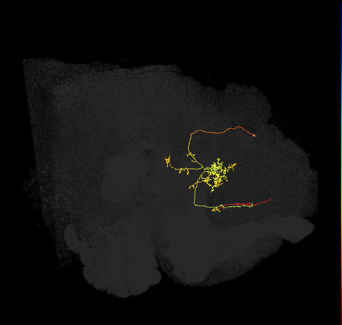 FS3(FQ10)_C3_L (FlyEM-HB:978686129)