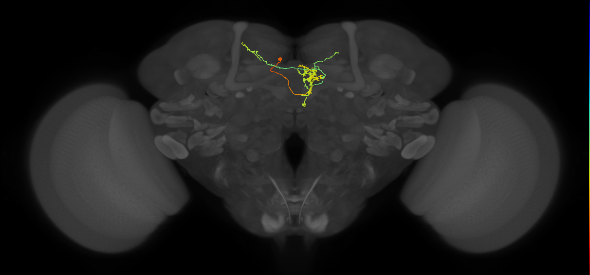 FS3(FQ10)_C3_L (FlyEM-HB:978686129)