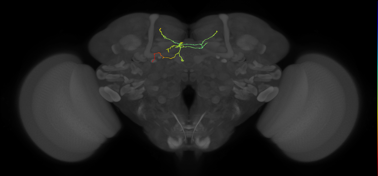 FS3(FQ11)_C7_L (FlyEM-HB:948372442)