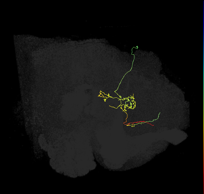 FS3(FQ11)_C3_R (FlyEM-HB:1010044978)