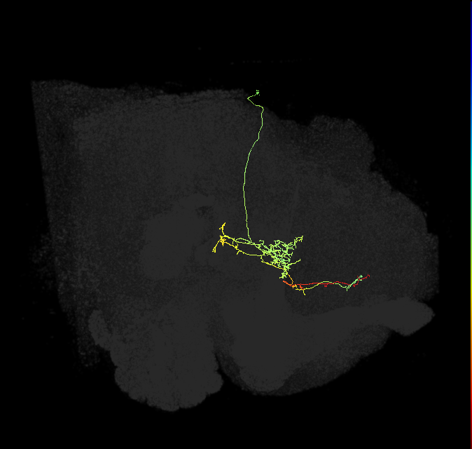 FS3(FQ10)_C2_R (FlyEM-HB:1134162552)