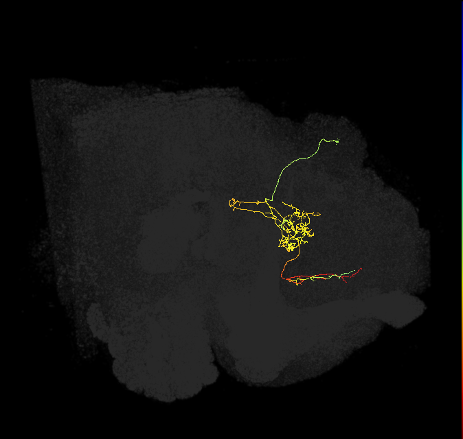 FS3(FQ10)_C4_R (FlyEM-HB:979027169)