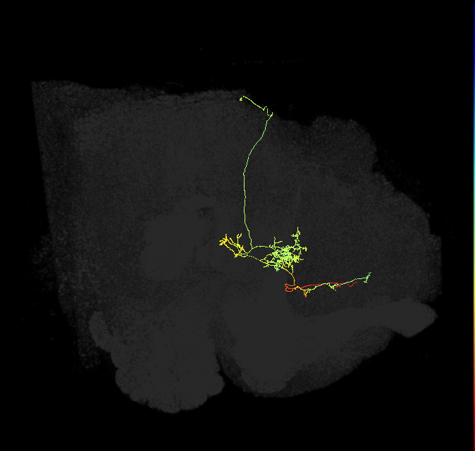 FS3(FQ10)_C2_R (FlyEM-HB:1072779568)