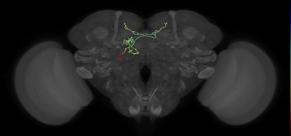 FS3(FQ11)_C9_L (FlyEM-HB:702389193)