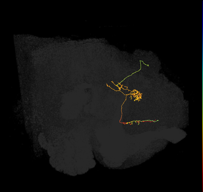 FS3(FQ10)_C5_R (FlyEM-HB:915619240)