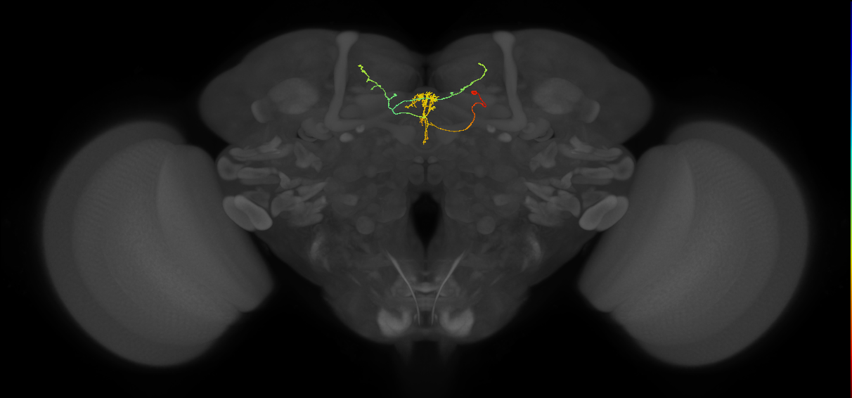 FS3(FQ10)_C5_R (FlyEM-HB:915619240)