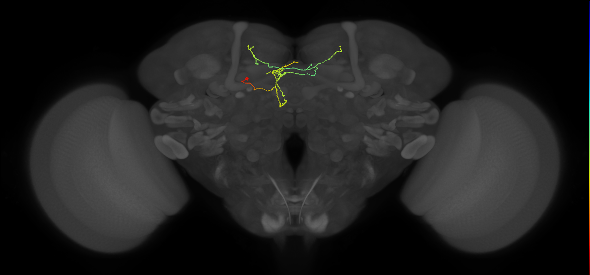 FS3(FQ11)_C7_L (FlyEM-HB:764800313)