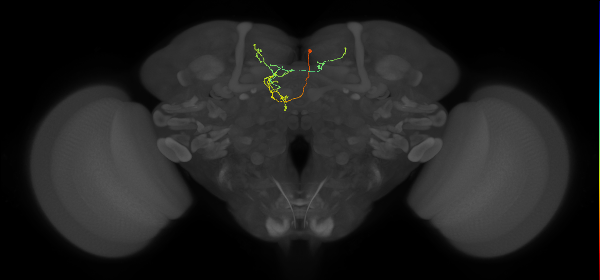 FS3(FQ11)_C8_R (FlyEM-HB:5812986798)