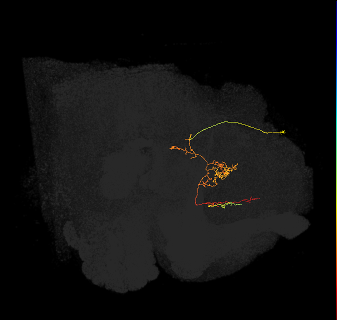 FS3(FQ11)_C6_R (FlyEM-HB:916646779)