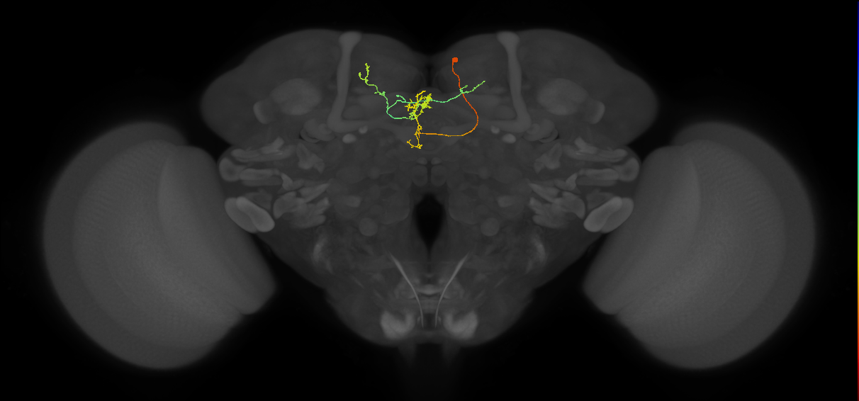 FS3(FQ11)_C6_R (FlyEM-HB:916646779)