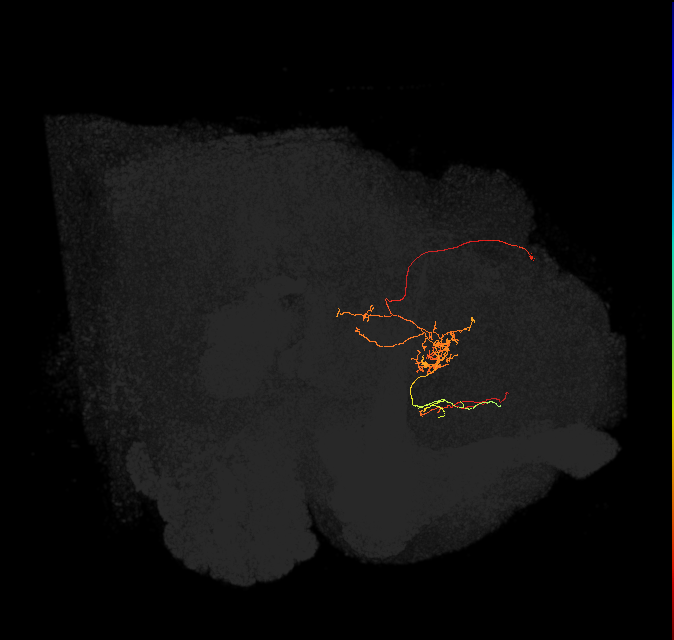 FS3(FQ11)_C6_L (FlyEM-HB:765145895)