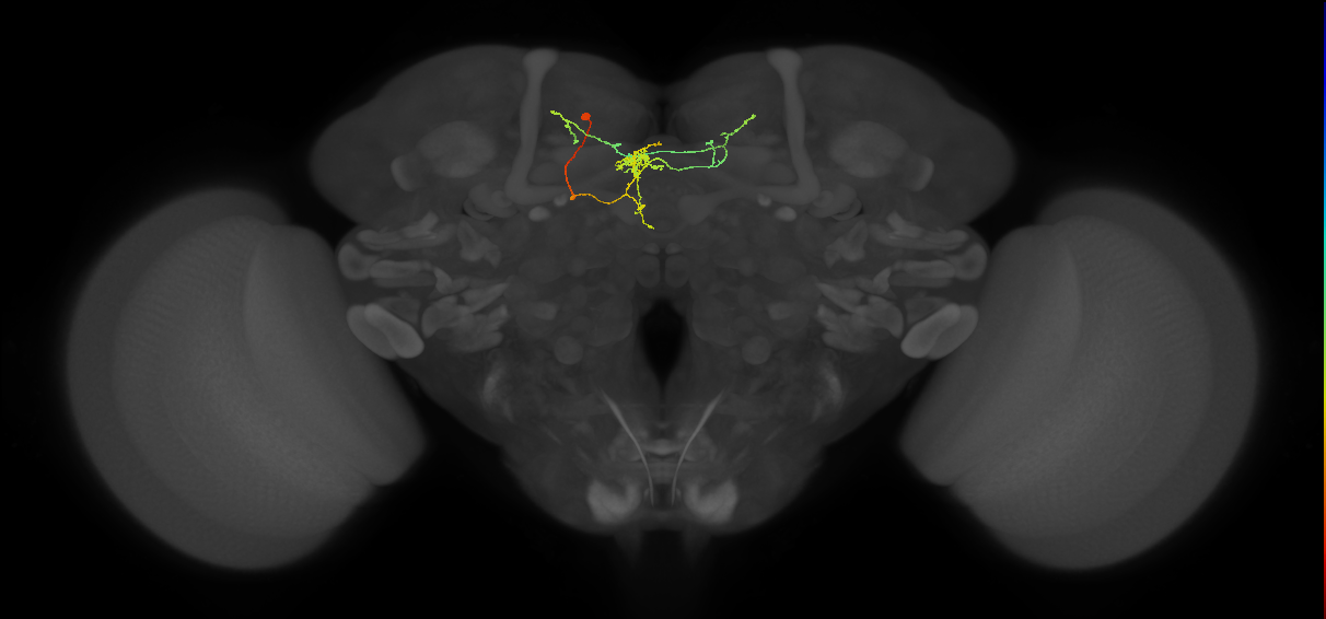 FS3(FQ11)_C6_L (FlyEM-HB:765145895)