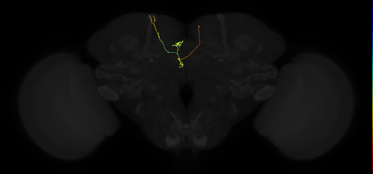 adult fan-shaped body 1 column-superior medial protocerebrum neuron