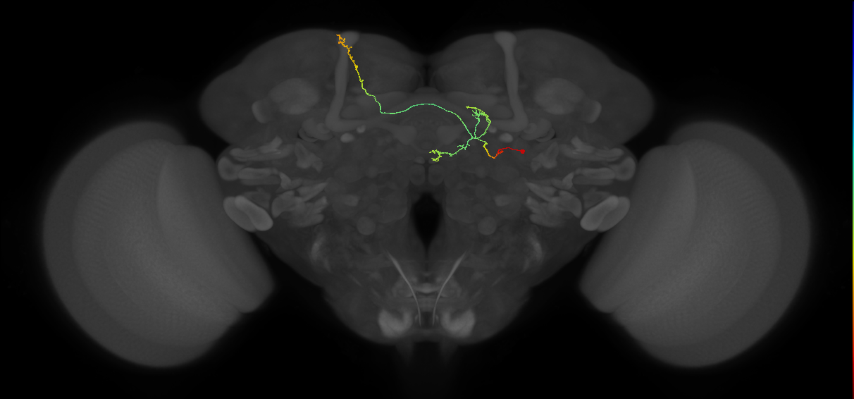 FS4A(AB)(FQ12)_C1_R (FlyEM-HB:1279775029)